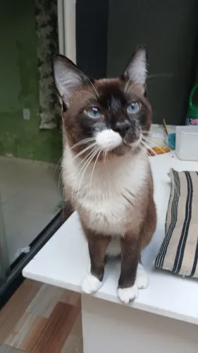 Gatos para Doação 