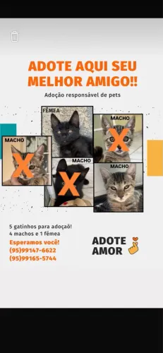 Adoção de gato 