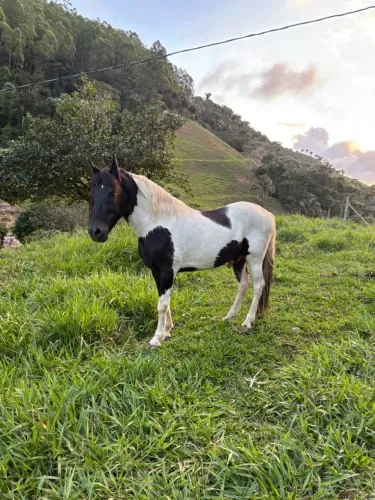 Cavalo mangalarga