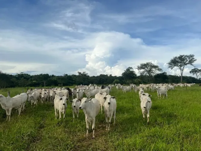 FAZENDA EM CAMPOS BELOS - GO: Uma oportunidade única!