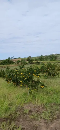 Sítio para Venda em Araruama, São Vicente de Paula, 3 dormitórios, 1 banheiro