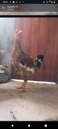 Gsb balão