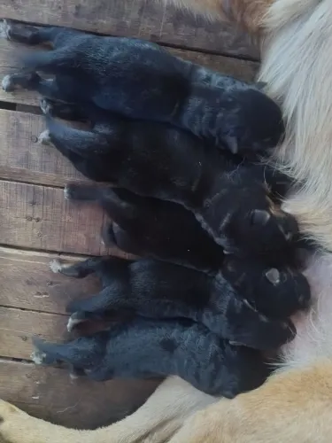 Pastor alemão à venda 