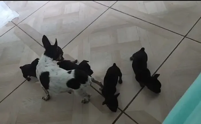 Filhotes de pinscher super pequenos *