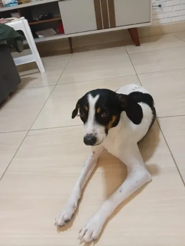 Adoção responsável 