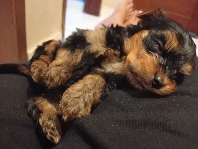 Filhotes de yorkshire terrier
