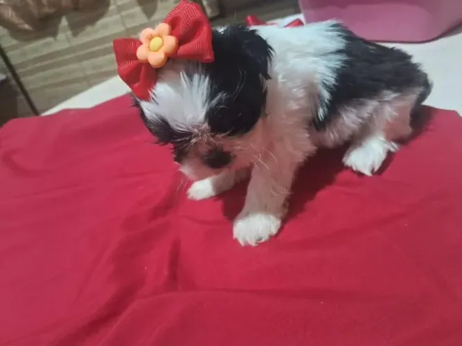 SHIH TZU FEMIA ZAP *
