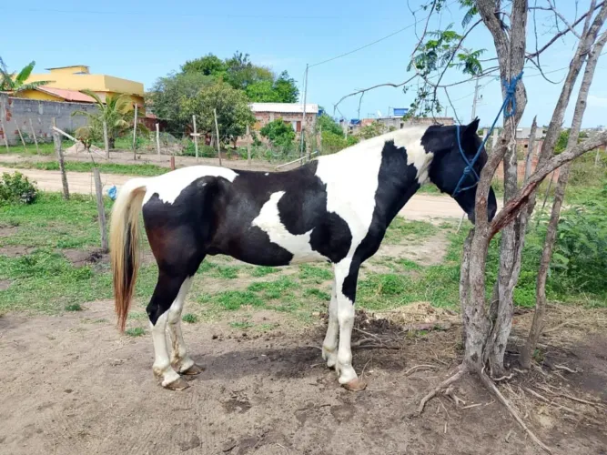 Cavalo homozigoto 