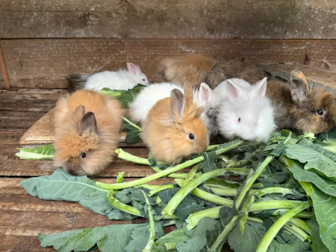 Coelhos mini lion 