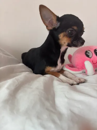 Chihuahua 7 meses
