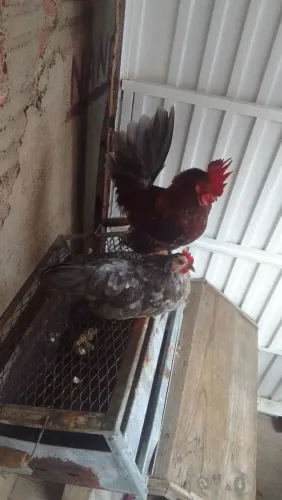 Casal ganirse mini