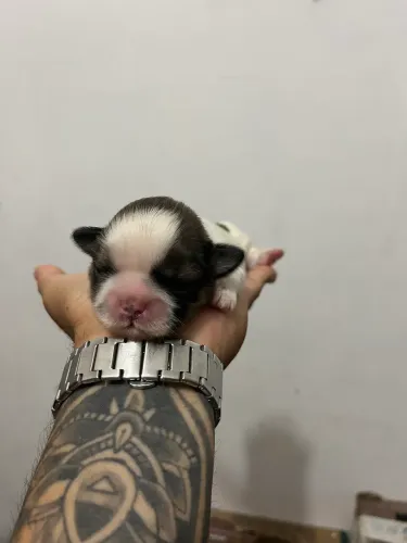 Filhote de Shih Tzu