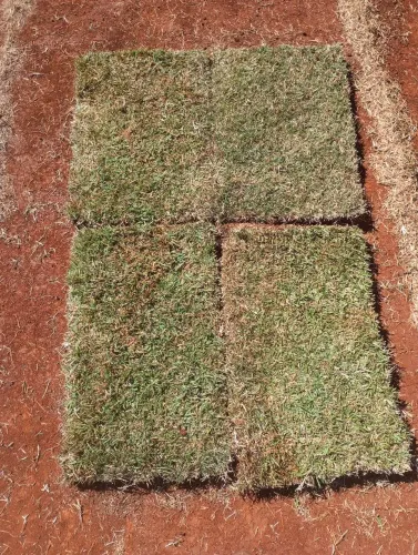 Grama perfeita pra seu jardim
