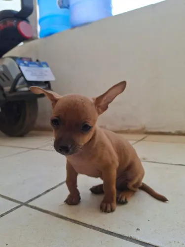 Pincher