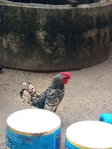 Um galo sebright raça ornamental cor prata