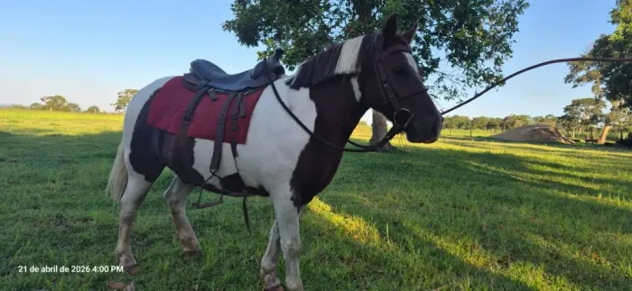 VENDE-SE CAVALO PETIÇO MANSO - TRÊS LAGOAS/MS