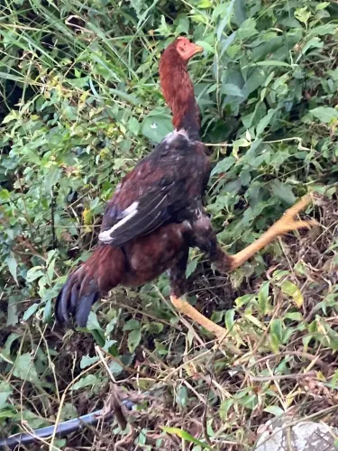 Galo índio