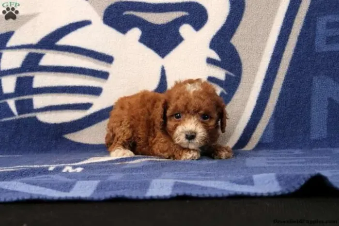 Poodle toy - pequeno e inteligente