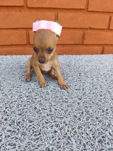 Pequenos pinscher prontos para um novo lar