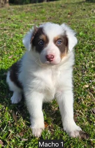 Filhotes de Border Collie Red Merle