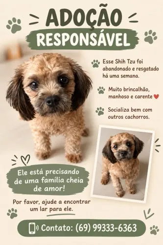 Doação de shih tzu