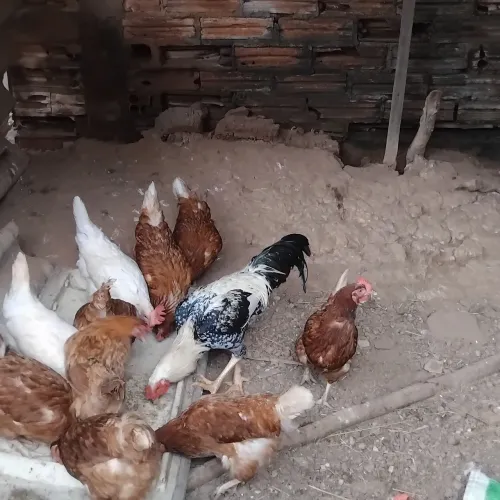 Vendo frango