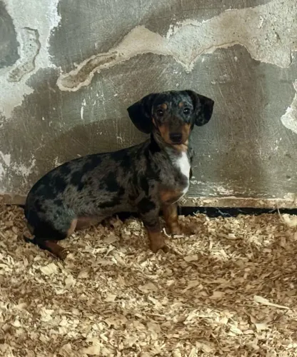 Dachshund Fêmea 9 meses / Basset