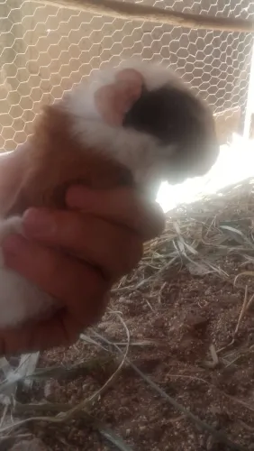 Filhotes de porquinho da índia