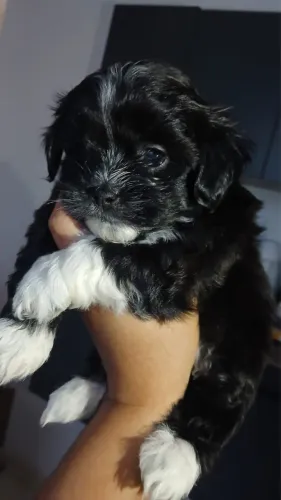 Shih Tzu filhote