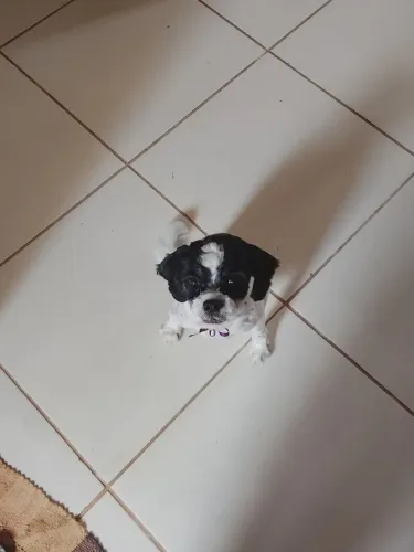 Vendo Shitzu