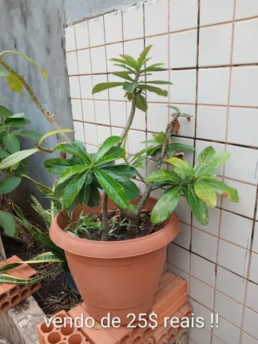 Plantas do deserto
