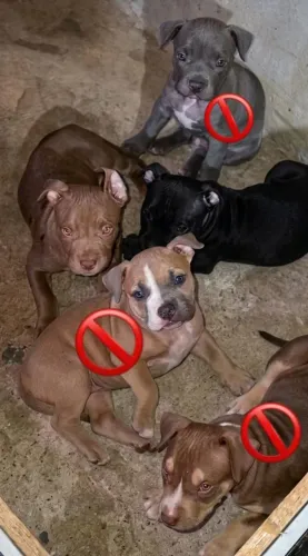 Filhotes a American Bully/red nose  venda