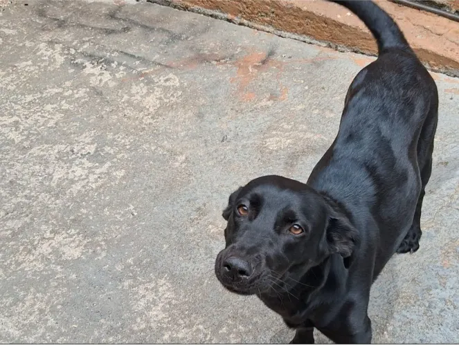 Doação Cachorra fêmea Dócil Urgênte 