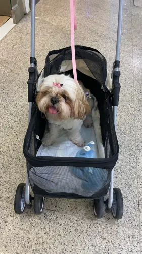 Vendo carrinho para pet (raça pequena) Shetzu
