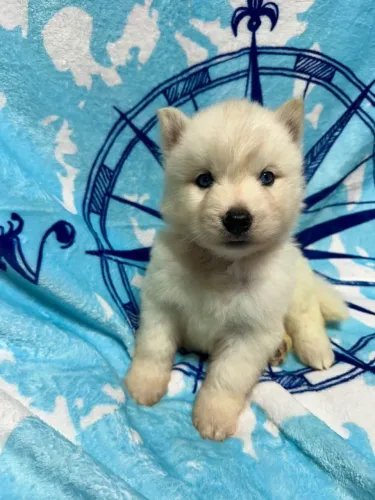 Filhotes de Husky Siberiano |Olhar que apaixona.