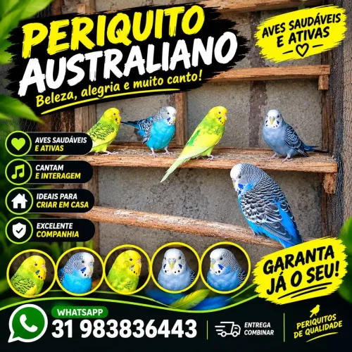 Peri Quito australiano