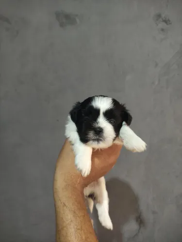 Vendo filhotes de shih tzu macho e fêmea