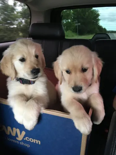 Golden Retriever