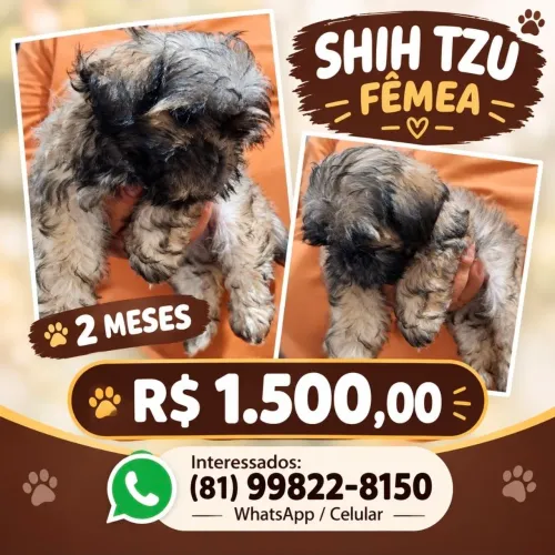 Shih Tzu Fêmea 