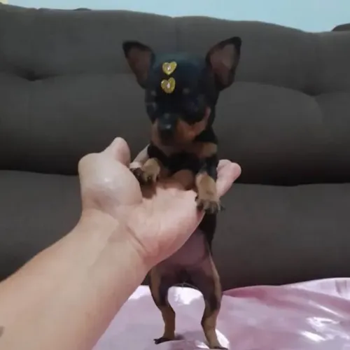 Pinscher Filhote - Pequeno no Tamanho, Grande na Personalidade