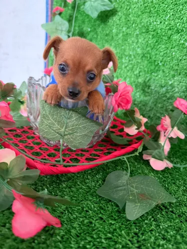 Filhote de Pinscher macho n 01
