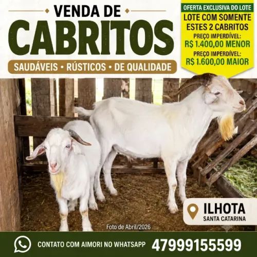 Vendo 2 cabitos