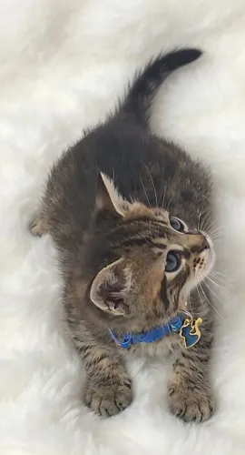 Gato de olhos claros com 50 dias