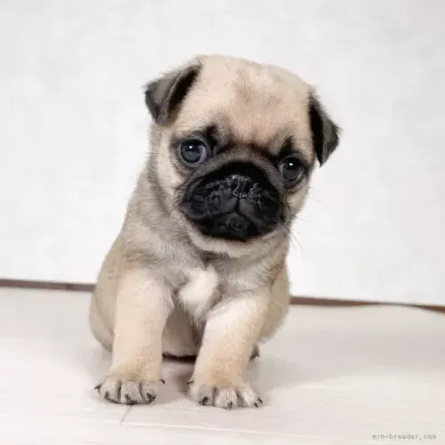 Cachorro filhote pug brincalhão saudável com saúde em dia e contrato