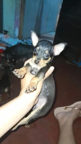 Pinsher 