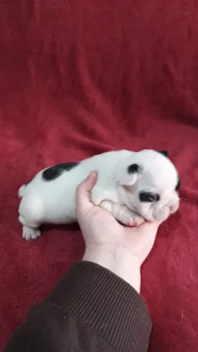 Bulldog Francês