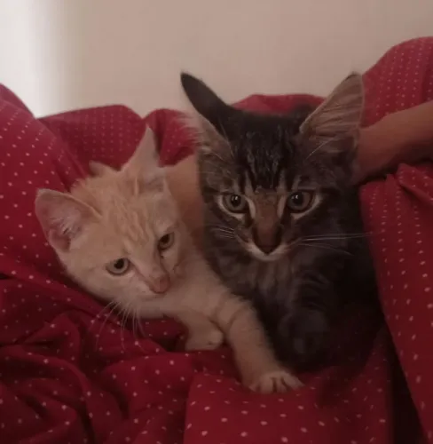 Doação de filhotes de gato macho