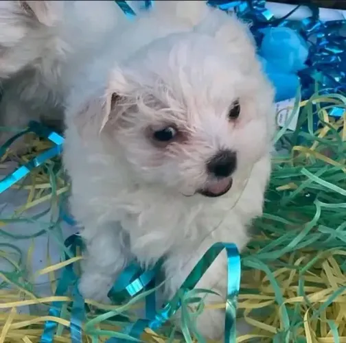 Filhotes de Maltes | O melhor da vida em quatro patas.