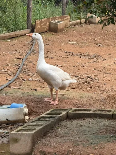 Vendo ganso