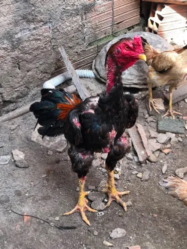 GALO E GALINHA